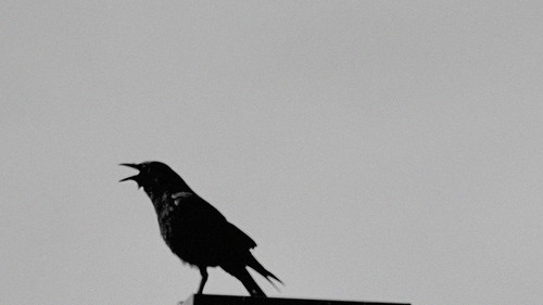 Casino Crow